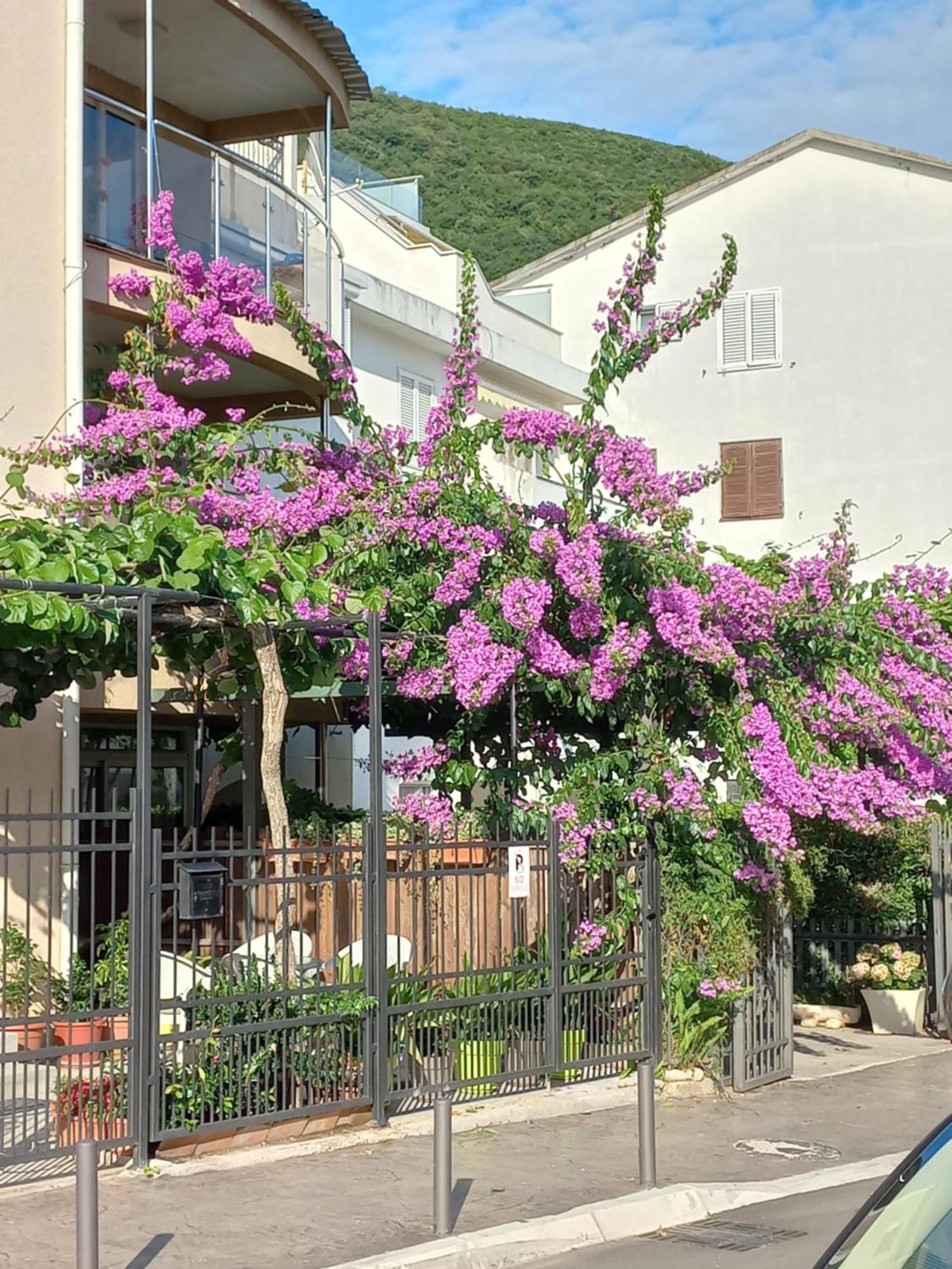 Egon Apartments Budva Eksteriør bilde